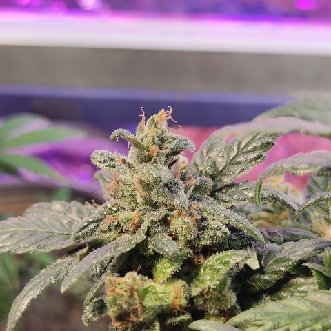 Afghan Landrace  growlog timeline photo