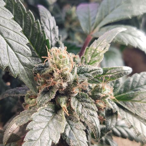 Afghan Landrace  growlog timeline photo