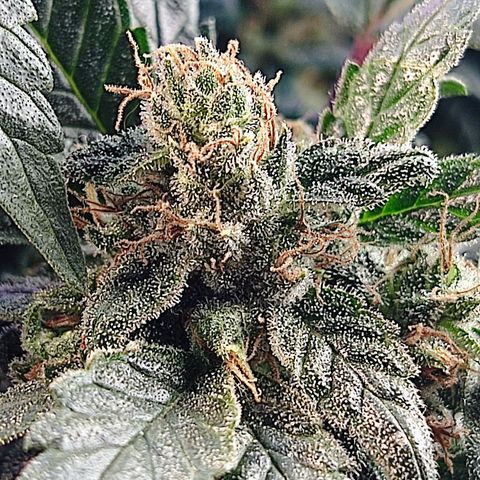 Afghan Landrace  growlog timeline photo
