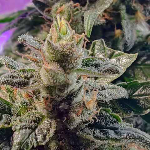 Afghan Landrace  growlog timeline photo