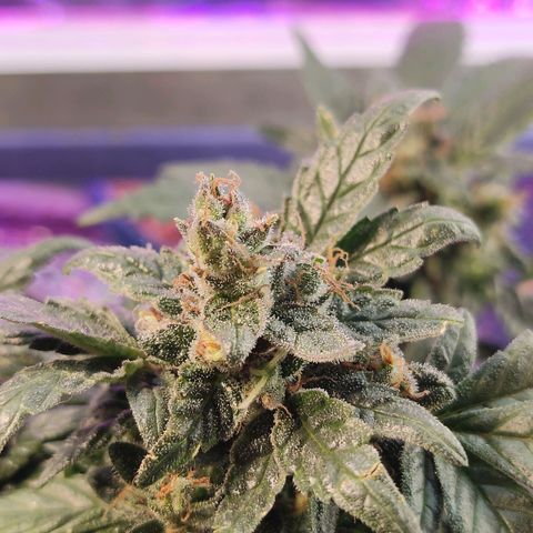 Afghan Landrace  growlog timeline photo