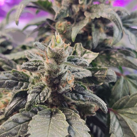 Afghan Landrace  growlog timeline photo