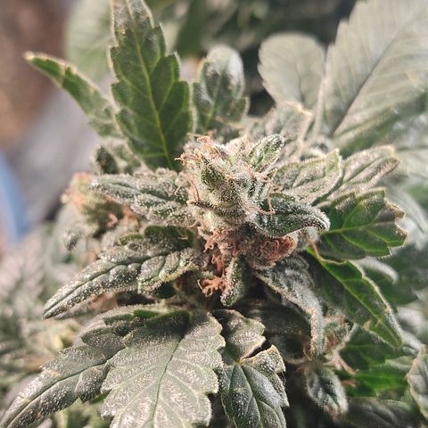 Afghan Landrace  growlog timeline photo