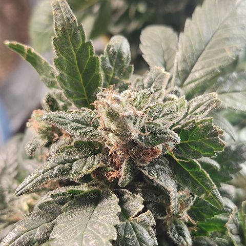 Afghan Landrace  growlog timeline photo