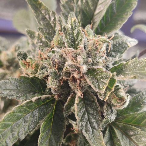 Afghan Landrace  growlog timeline photo