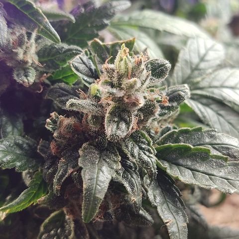 Afghan Landrace  growlog timeline photo