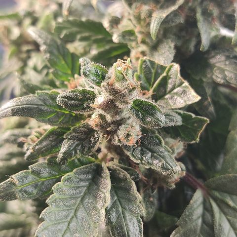 Afghan Landrace  growlog timeline photo