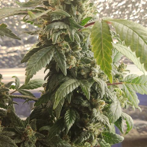 Afghan Landrace  growlog timeline photo