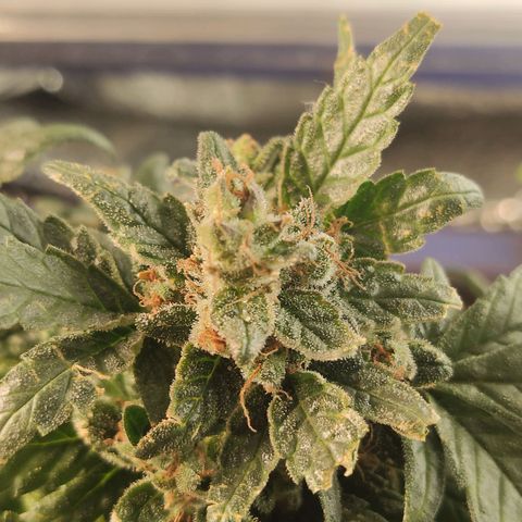 Afghan Landrace  growlog timeline photo