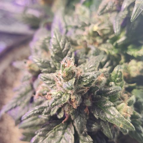 Afghan Landrace  growlog timeline photo