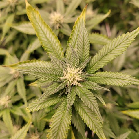 Laughing Buddah #1 growlog timeline photo