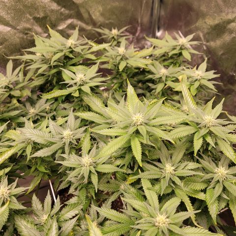 Laughing Buddah #1 growlog photo: Not the best phenotype 