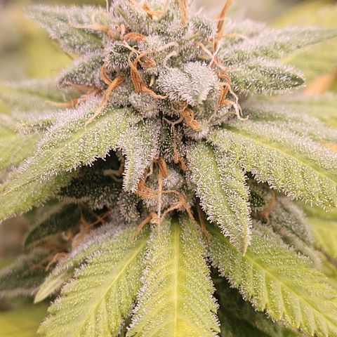 Laughing Buddah #1 growlog photo: Beautiful phenotype 
