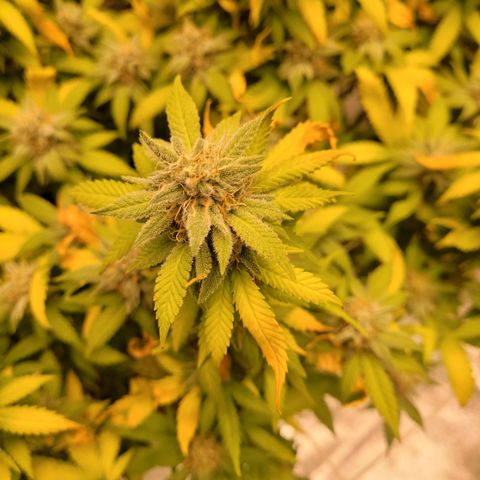 Laughing Buddah #1 growlog photo: Beautiful phenotype 