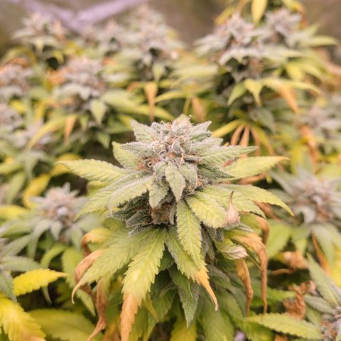 Laughing Buddah #1 growlog photo: Beautiful phenotype 
