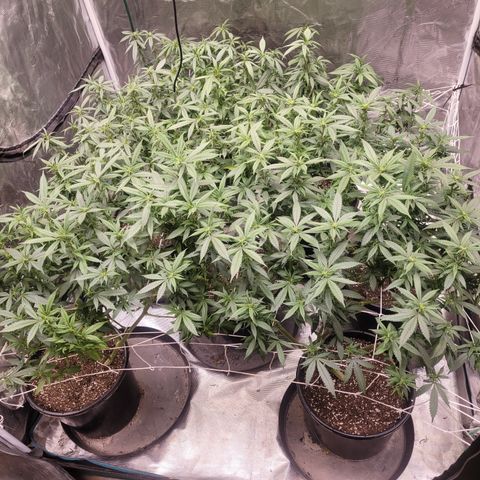 Laughing Buddah #1 growlog photo: Budding begins