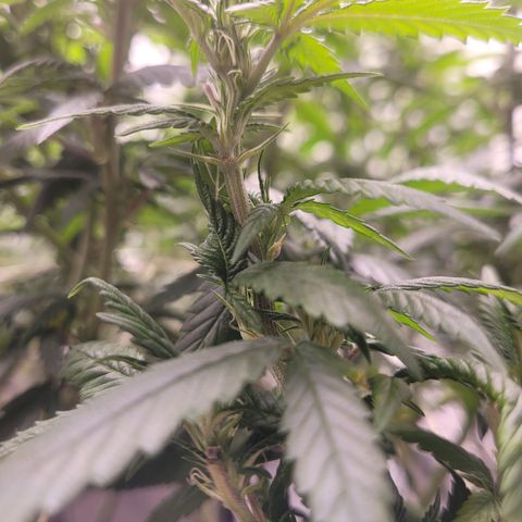 Laughing Buddah #1 growlog photo: Budding begins