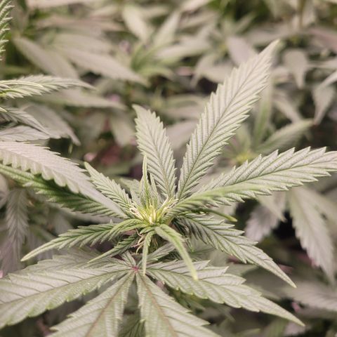 Laughing Buddah #1 growlog photo: Budding begins