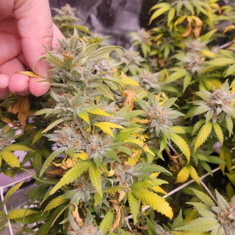 Laughing Buddah #1 growlog timeline photo