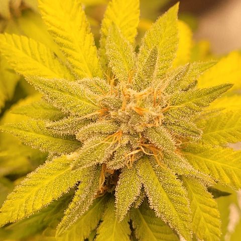 Laughing Buddah #1 growlog timeline photo