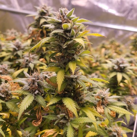 Laughing Buddah #1 growlog timeline photo