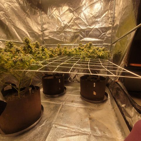 Laughing Buddah #1 growlog timeline photo