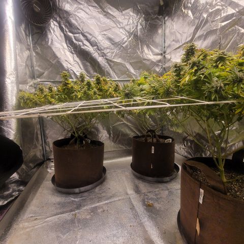 Laughing Buddah #1 growlog timeline photo