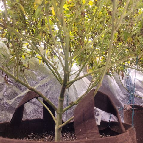 Laughing Buddah #1 growlog timeline photo