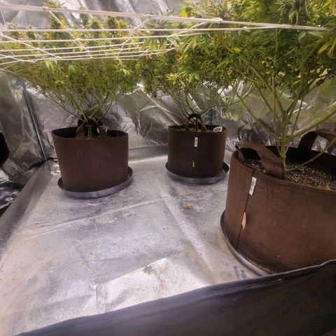 Laughing Buddah #1 growlog timeline photo