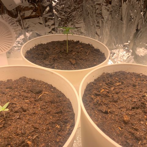 Orion f1 2 growlog timeline photo