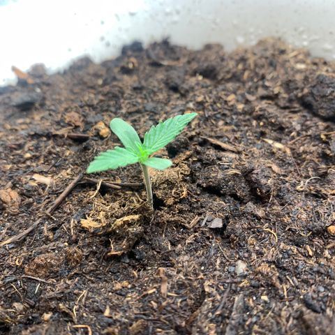 Orion f1 2 growlog timeline photo