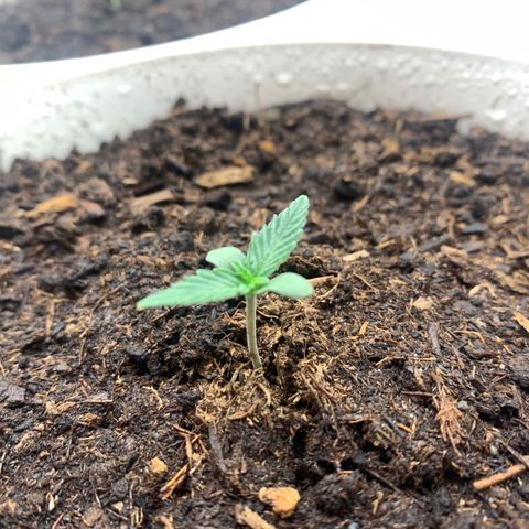 Orion f1 1 growlog timeline photo