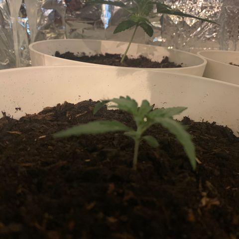 Orion f1 2 growlog timeline photo
