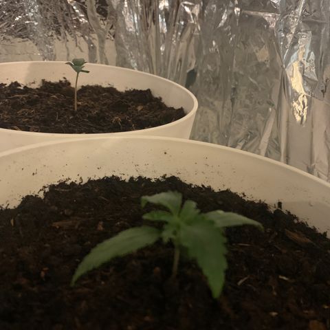 Orion f1 1 growlog timeline photo