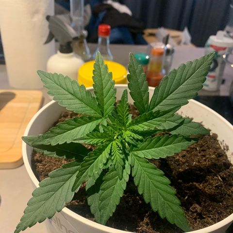 Quick one 1 growlog timeline photo