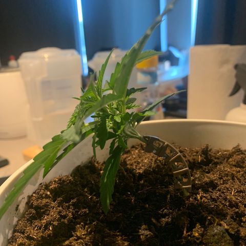 Quick one 1 growlog timeline photo