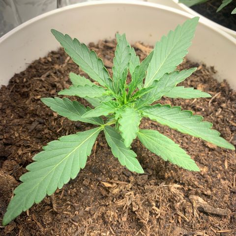 Orion f1 2 growlog timeline photo