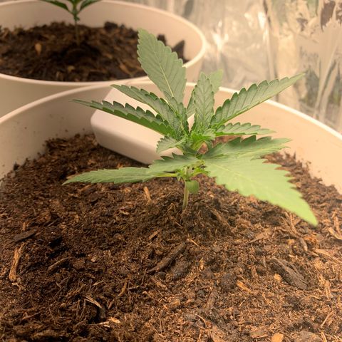 Orion f1 1 growlog timeline photo