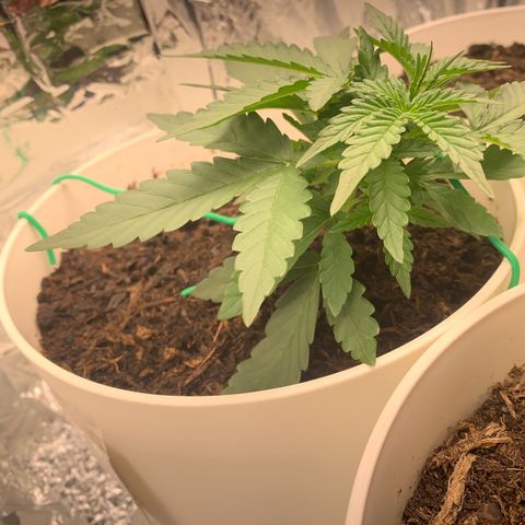Quick one 1 growlog timeline photo