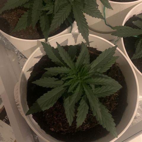 Orion f1 2 growlog timeline photo