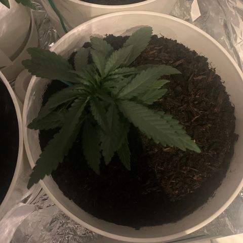 Orion f1 1 growlog timeline photo