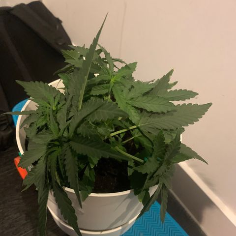 Quick one 1 growlog photo: Lst