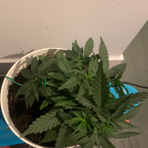 Quick one 1 growlog photo: Lst