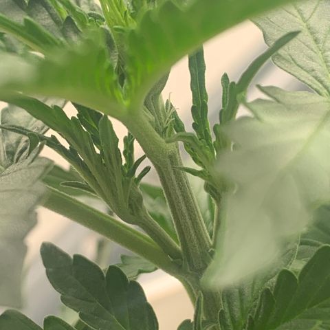 Orion f1 2 growlog photo: See pistils 
A bit early maybe this is not trained compared to others?