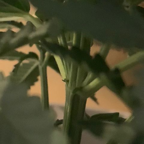 Orion f1 2 growlog photo: Suspicious ball
Take out first and if see any wait to see if this plant is really hermie