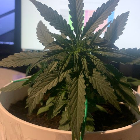 Orion f1 2 growlog photo: Decided to lst anyway