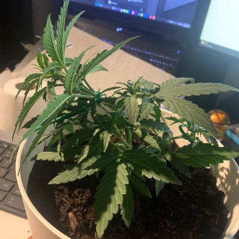 Orion f1 2 growlog photo: Decided to lst anyway