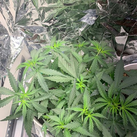 Quick one 1 growlog timeline photo