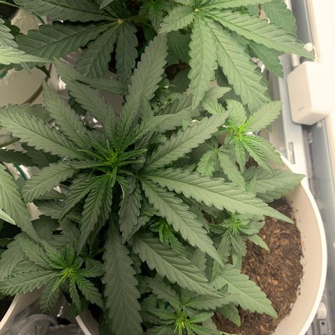 Orion f1 1 growlog timeline photo