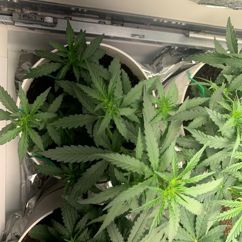 Orion f1 2 growlog timeline photo